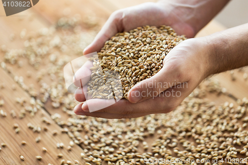 Image of male farmers hands holding malt or cereal grains