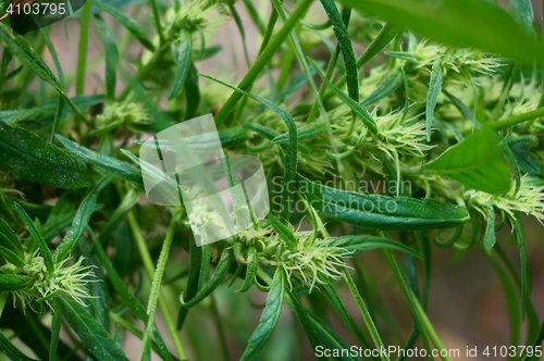 Image of green marijuana plant