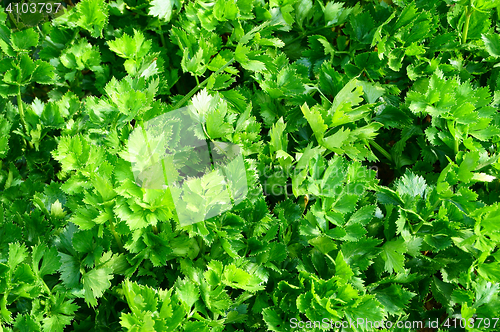 Image of parsley leaf background
