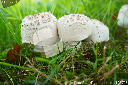 Image of champignons in the grass