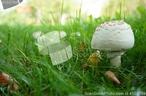 Image of champignons in the grass