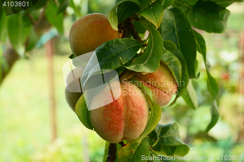 Image of peach tree with fruits