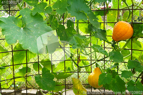 Image of pumpkin hokaido plant