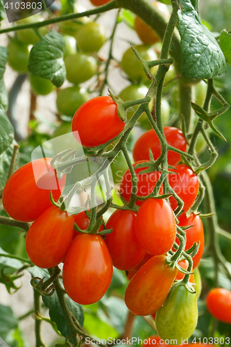 Image of green plant with tomatoes