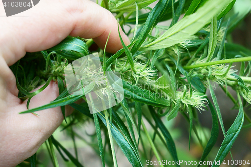 Image of green marijuana plant