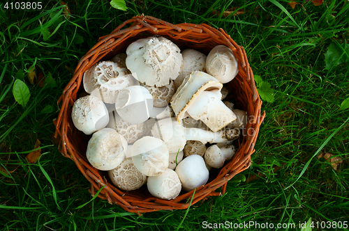Image of fresh white champignons