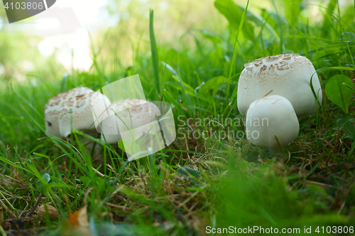 Image of champignons in the grass