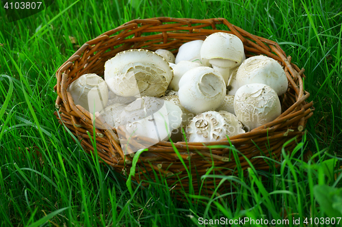 Image of fresh white champignons