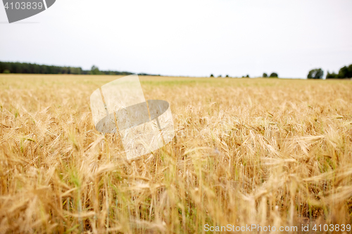 Image of cereal field with spikelets of ripe rye or wheat