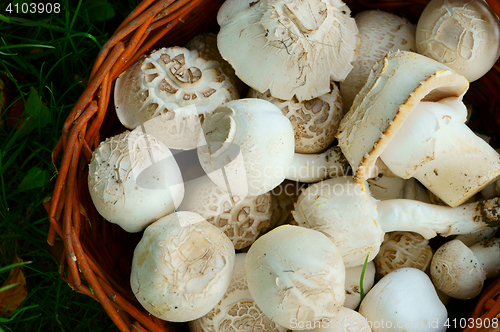 Image of fresh white champignons