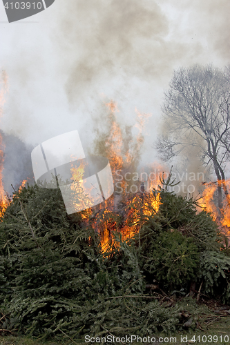 Image of Outdoor burning fire and open flame on Fir Trees