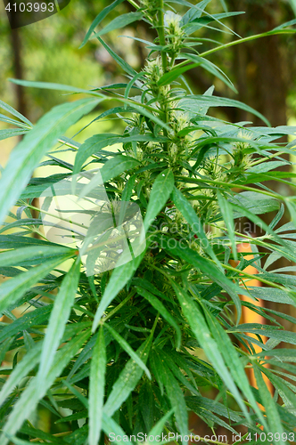 Image of green marijuana plant