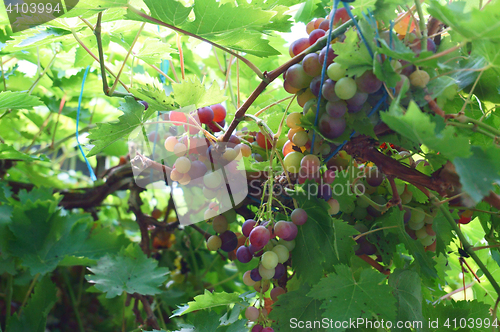 Image of red grapes plant