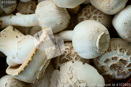 Image of fresh white champignons