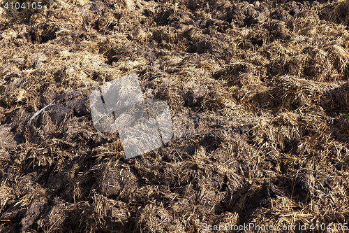 Image of are landed in a pile of manure