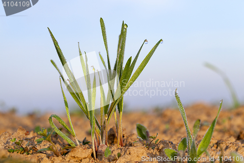 Image of young grass plants, close-up