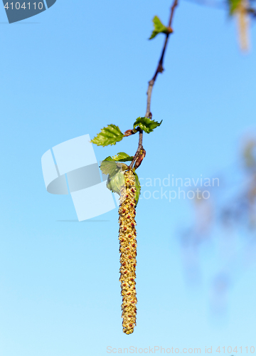 Image of Young leaves of birch