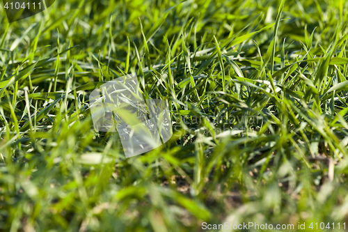 Image of young grass plants, close-up