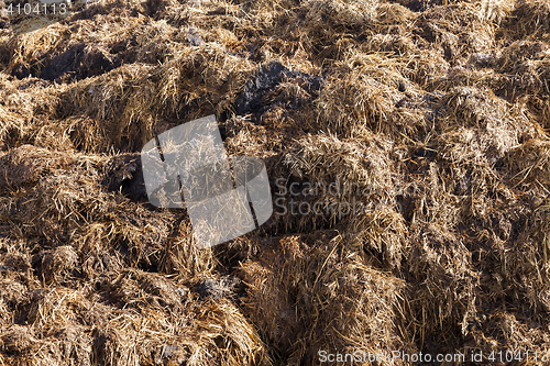 Image of are landed in a pile of manure