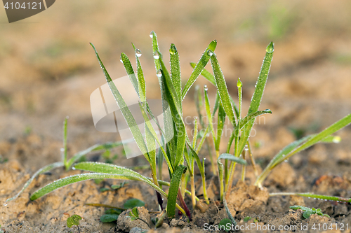 Image of young grass plants, close-up