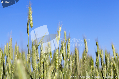 Image of Field with cereal