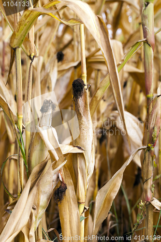 Image of mature corn crop