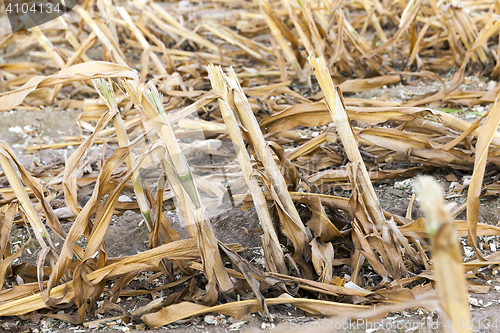 Image of harvested mature corn