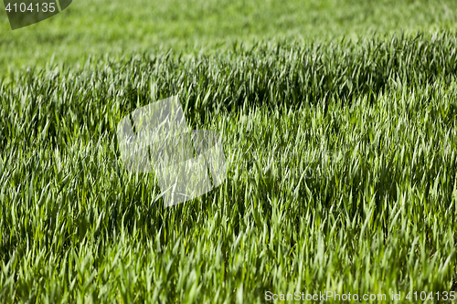 Image of Field of wheat