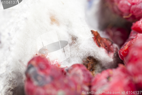 Image of mold on the raspberries