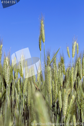 Image of Field with cereal