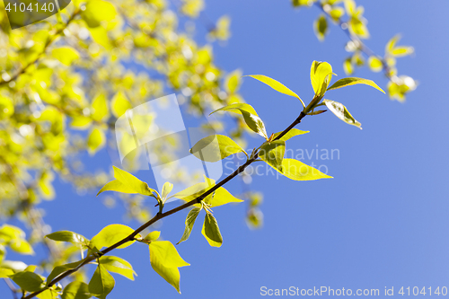 Image of linden leaves, spring