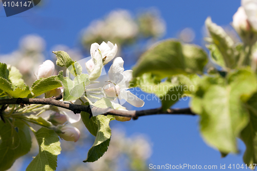 Image of apple flowers, sky