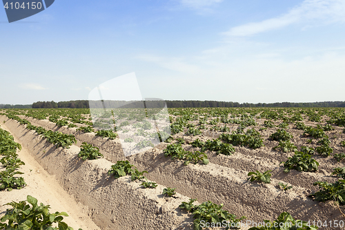 Image of Agriculture, potato field