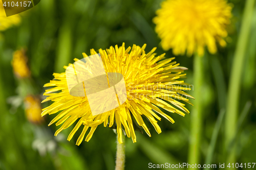 Image of yellow dandelions in spring