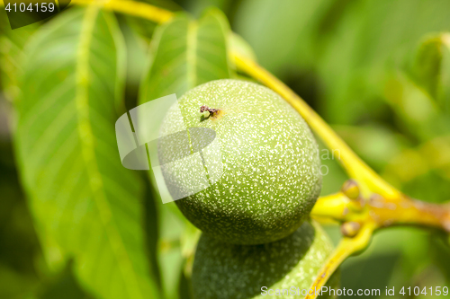 Image of green walnuts, close-up