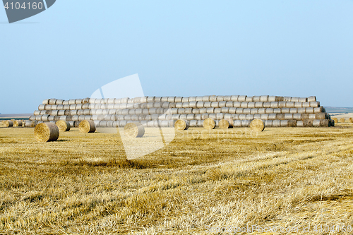 Image of haystacks in a field of straw