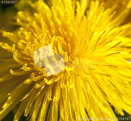 Image of yellow dandelions in spring