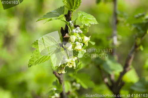 Image of spring flowering currant