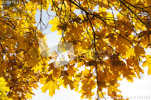 Image of maple trees in the fall