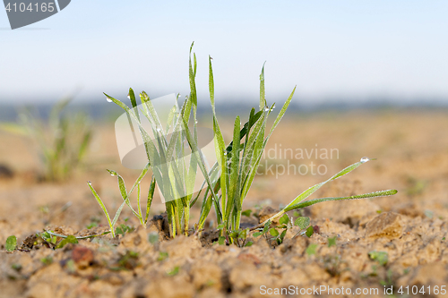 Image of young grass plants, close-up