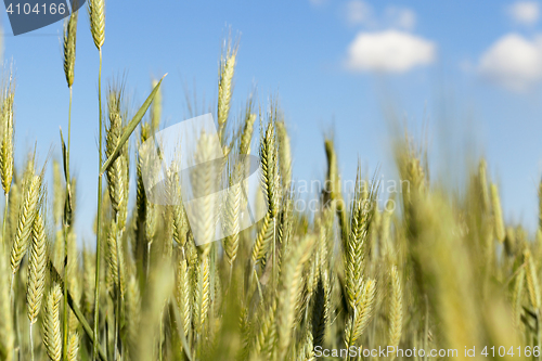 Image of mature cereal, close-up