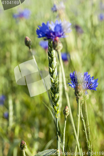 Image of Field with cereal