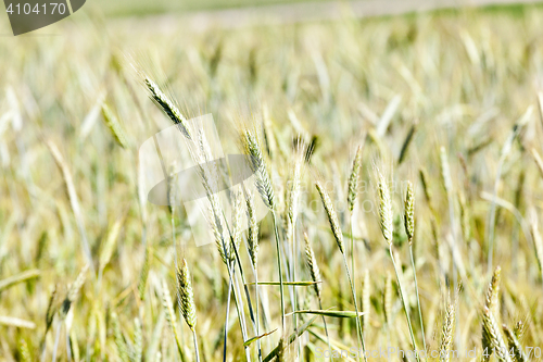 Image of green cereals, close-up