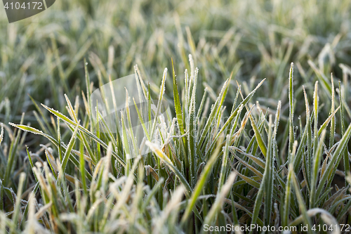 Image of young grass plants, close-up