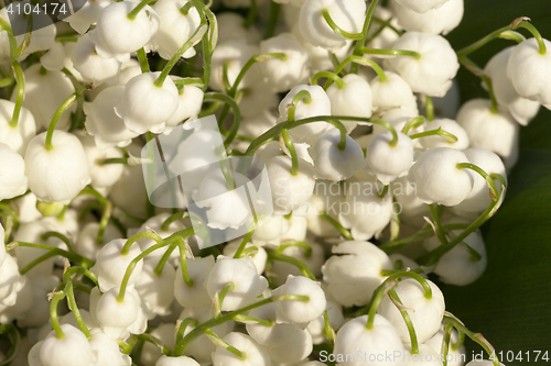 Image of Forest lily of the valley close-up