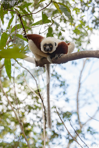 Image of Lemur Coquerel\'s sifaka (Propithecus coquereli)