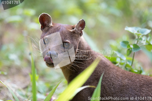 Image of carnivorous mammal Fossa (Cryptoprocta ferox)