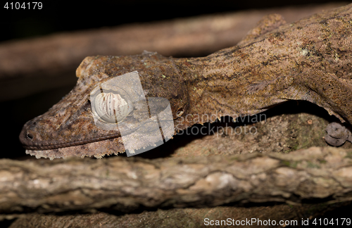 Image of Giant leaf-tailed gecko, Uroplatus fimbriatus