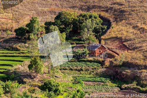 Image of Malagasy farm with terraced fields