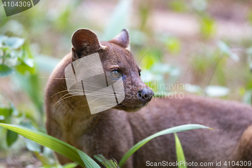 Image of carnivorous mammal Fossa (Cryptoprocta ferox)